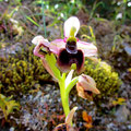 Ophrys de Norman (Ophrys normanii)