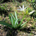 Pancratium (Pancratium illyricum)