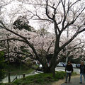 竜王山は桜の名所でもあります