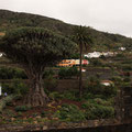 Der älteste "Drago" Baum der Kanaren