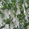 davidia involucrata