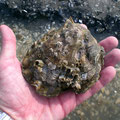 Eine Auster