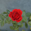 小紅薔薇