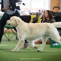 Dog Show Projekt Münsingen 2019