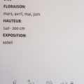 CEANOTHE PRODUCTEUR, FOURNISSEUR, Conteneur, Pépinière, DESPRAT