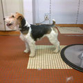 Fox terrier épilation