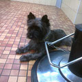 Cairn terrier épilation