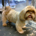 Shih Tzu coupe ciseaux