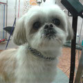 Shih tzu coupe ciseaux