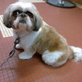 Shih tzu coupe ciseaux
