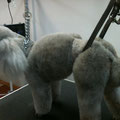 Caniche coupe royal dutch