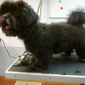 Chiot Shih Tzu première coupe