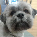 Shih tzu coupe ciseaux oreilles tondues