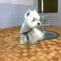 Westie épilation