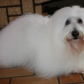Coton de tuléar en bain