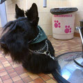 Scottish terrier épilation