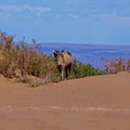 Kamel in den Dünen