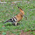 und machen vom Sprinter aus Vogelbeobachtungen. Hier ein Wiedehopf und eine