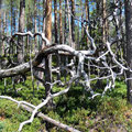 Toter Baum im Urwald
