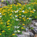 Natur in Volubilis - Blumen
