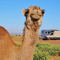 Fotosession mit Kamel ...