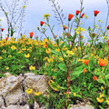Natur in Volubilis - Blumen