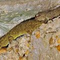 Geckos in einem Wasserschacht bei Manta Rota