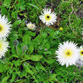 Natur in Volubilis - Blumen