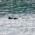 Delfinmama mit Kind im Fjord