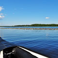 Kanutour auf dem Älden See. Das ist eine schwimmende Insel aus ganz dicht gedrängt wachsenden Seerosen.
