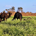 Kamele auf üppiger Rukolaweide sind schon ein tolles Fotomotiv ...