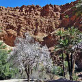 Aid Mansour Tal - Palmen und blühende Mandelbäume