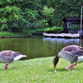 Kopenhagen - Gänse im Park von Schloss Frederiksborg