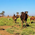 Kamele und Rukola satt an unserem nächsten Übernachtungsplatz im Erg Chegaga