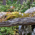 Moose und Flechten auf einem abgestorbenen Baumstamm