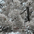 桜の花に見つめられて