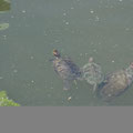 Kleine Süßwasserschildkröten