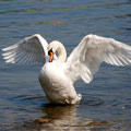 2011_urnersee/ch ©mettler
