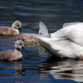 2012_urnersee/ch ©mettler