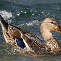 2011_urnersee/ch ©mettler