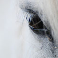 2012_snaefellness/is ©mettler