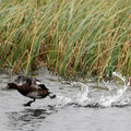 2012_myvatn/is ©mettler