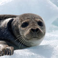 2012_jökulsarlon/is ©mettler