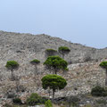2023_andalusien/e ©mettler