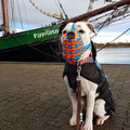 Old English Bulldog, Maulkorb mit FressSchutz und Verstärkung in den Farben mittelblau und neon-orange
