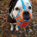 Old English Bulldog, Maulkorb mit FressSchutz und Verstärkung in den Farben mittelblau und neon-orange