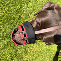 Labrador