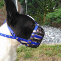 Boston Terrier, Maulkorb, standard mit FressSchutz und Stirnriemen in den Farben blau und schwarz