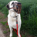 Kangal, Schnauzenumfang 32 cm plus Zugabe von 7 cm