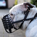 Old English Bulldog, Maulkorb mit FressSchutz, Verstärkung und Stirnriemen in den Farben schwarz und weiß; Sonderanfertigung Bogen über Nasenschwamm